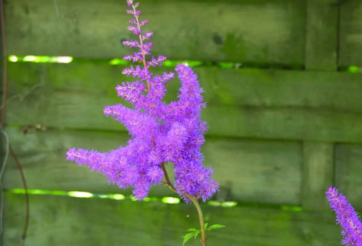 Astilbe