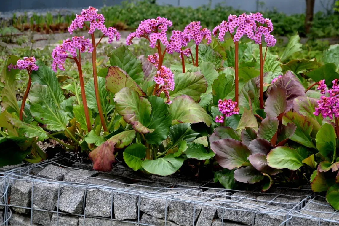 Bergenia