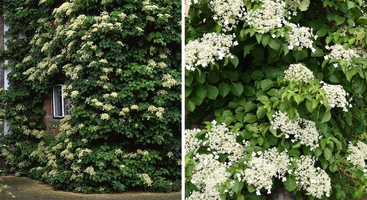 Klätterhortensia