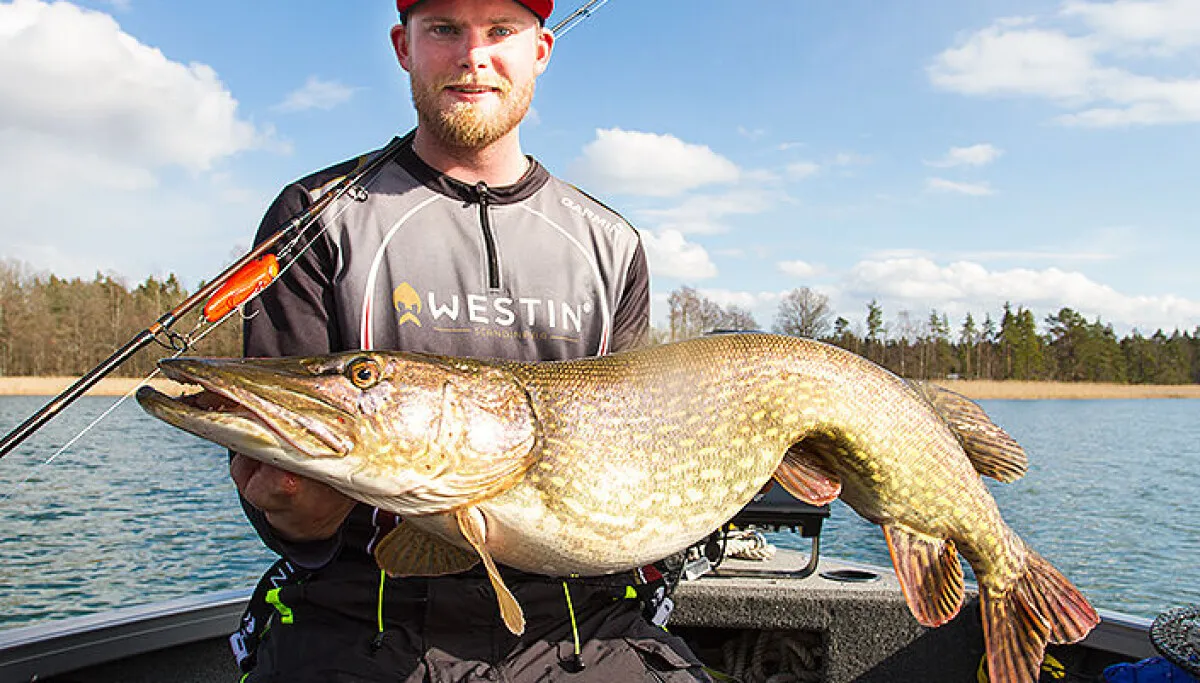 Var leker gäddan och varför där?