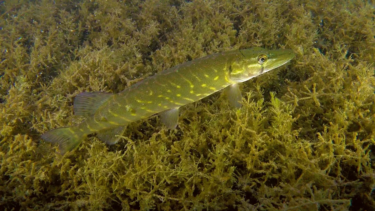 Gäddans lekperiod under våren