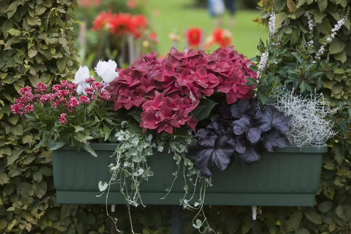 Hängande blommor i halvskugga